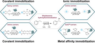 A holistic carrier-bound immobilization approach for unspecific peroxygenase